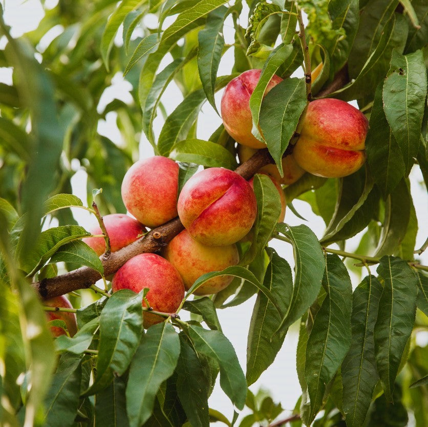 Seasonal Nectarines Freeway Orchard