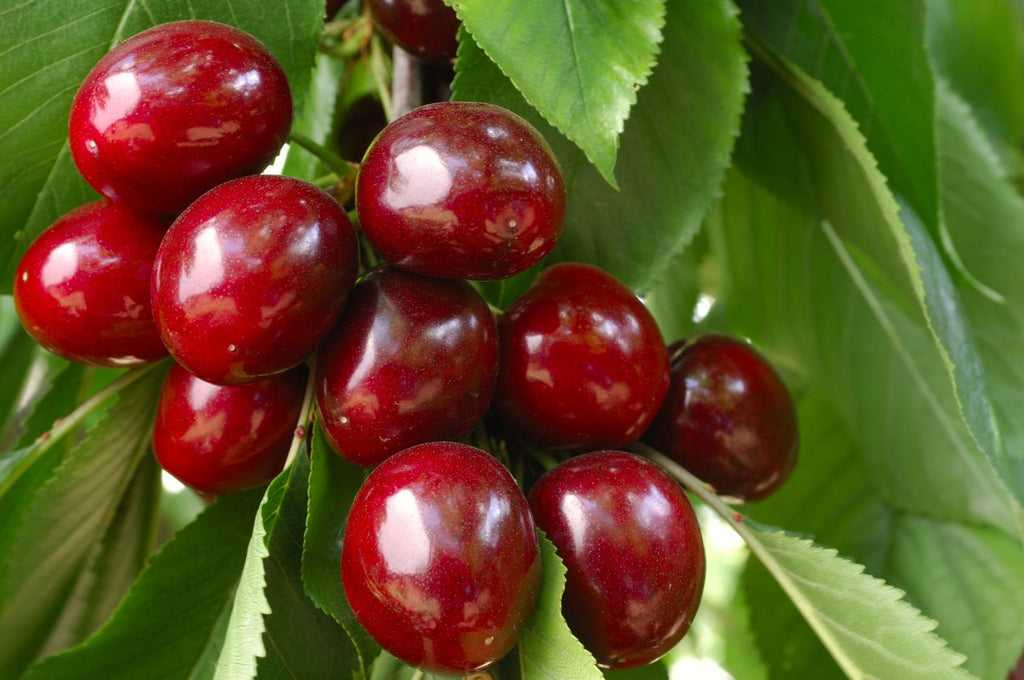 Cherries - Freeway Orchard, Cromwell Central Otago, New Zealand