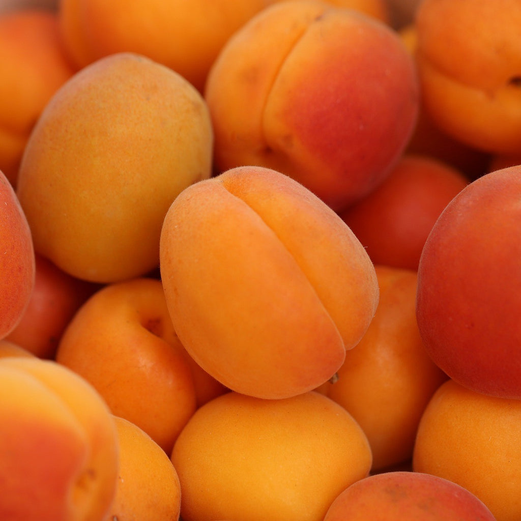 Seasonal Apricots - Freeway Orchard, Cromwell Central Otago, New Zealand