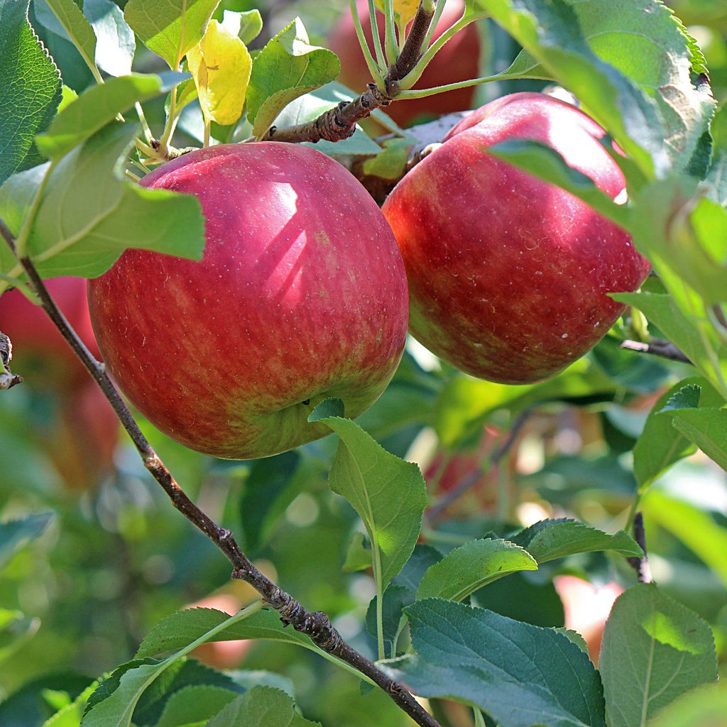 Seasonal Apples