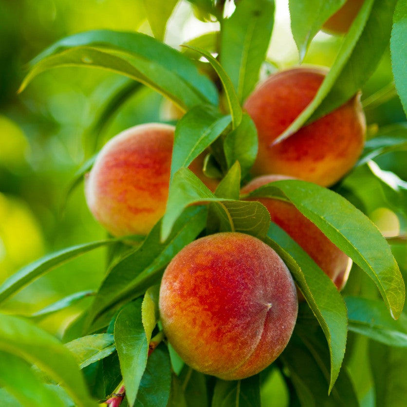 Seasonal Peaches - Freeway Orchard, Cromwell Central Otago, New Zealand