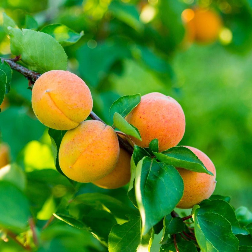 Seasonal Apricots - Freeway Orchard, Cromwell Central Otago, New Zealand